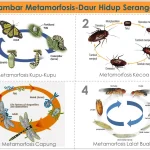 5 Rahasia Mudah Memahami Soal Metamorfosis Kelas 3 yang Sering Keluar Saat Ujian Sekolah