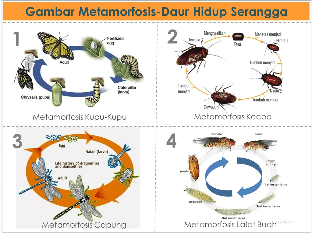 5 Rahasia Mudah Memahami Soal Metamorfosis Kelas 3 yang Sering Keluar Saat Ujian Sekolah