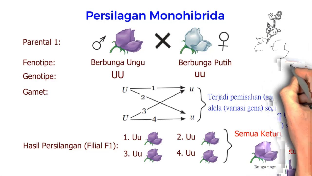Apa Yang Dimaksud Dengan Persilangan Monohibrid Dihibrid at Leonard